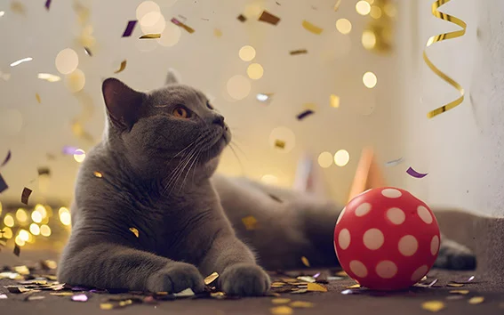 Co zamiast fajerwerków na sylwestra? Alternatywy przyjazne dla naszych ulubieńców